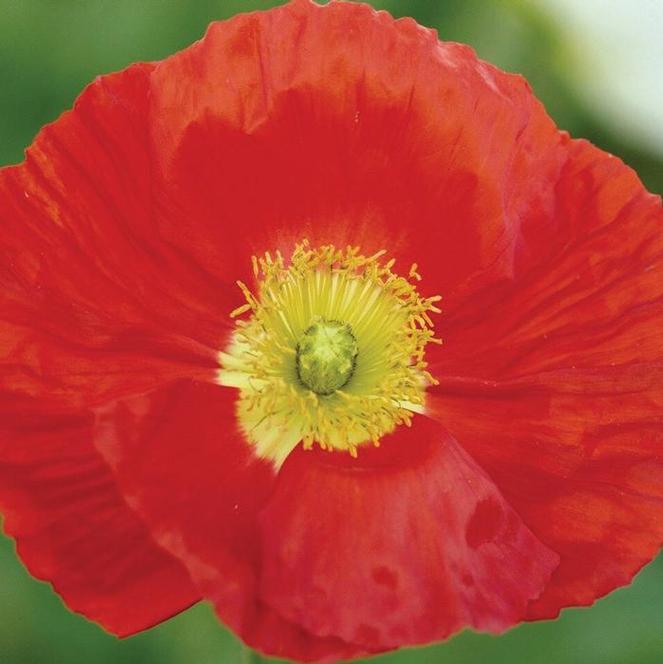 (Iceland Poppy) Papaver nudicaule Champagne Bubbles Scarlet from Swift Greenhouses
