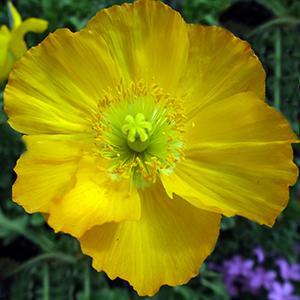 (Iceland Poppy) Papaver nudicaule Champagne Bubbles Yellow from Swift Greenhouses