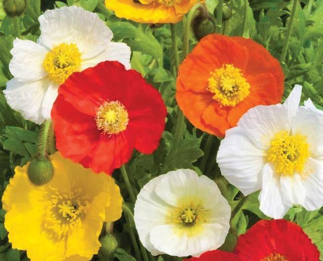 (Iceland Poppy) Papaver nudicaule Garden Gnome from Swift Greenhouses