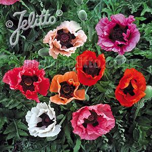 (Oriental Poppy) Papaver orientale Pizzicato Mix from Swift Greenhouses