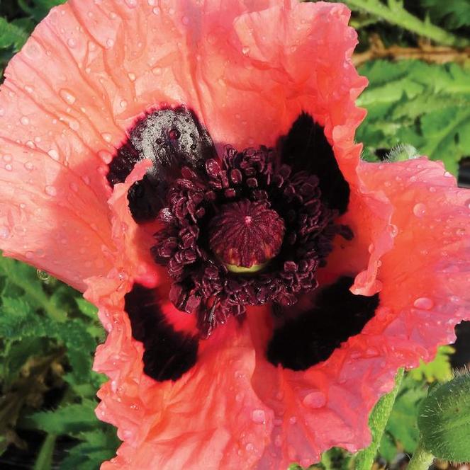 (Oriental Poppy) Papaver orientale Princess Victoria Louise from Swift Greenhouses