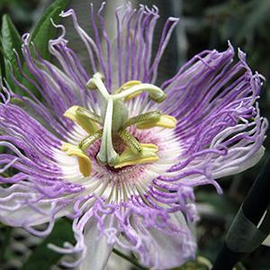 (Passion Flower Vine) Passiflora incarnata x cinnicata Incense from Swift Greenhouses