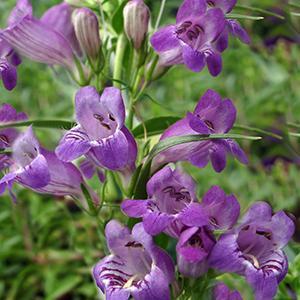 (Beardtongue) Penstemon mexicali Pikes Peak Purple® from Swift Greenhouses