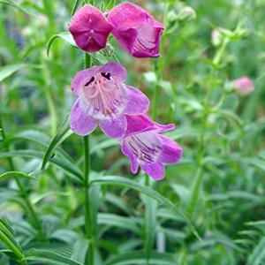 (Beardtongue) Penstemon mexicali Red Rocks® from Swift Greenhouses