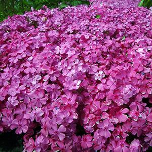 (Creeping Phlox) Phlox subulata Drummon's Pink from Swift Greenhouses