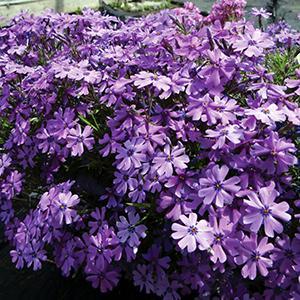 (Creeping Phlox) Phlox subulata Purple Beauty from Swift Greenhouses