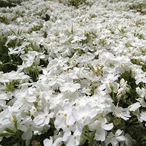 (Creeping Phlox) Phlox subulata White from Swift Greenhouses