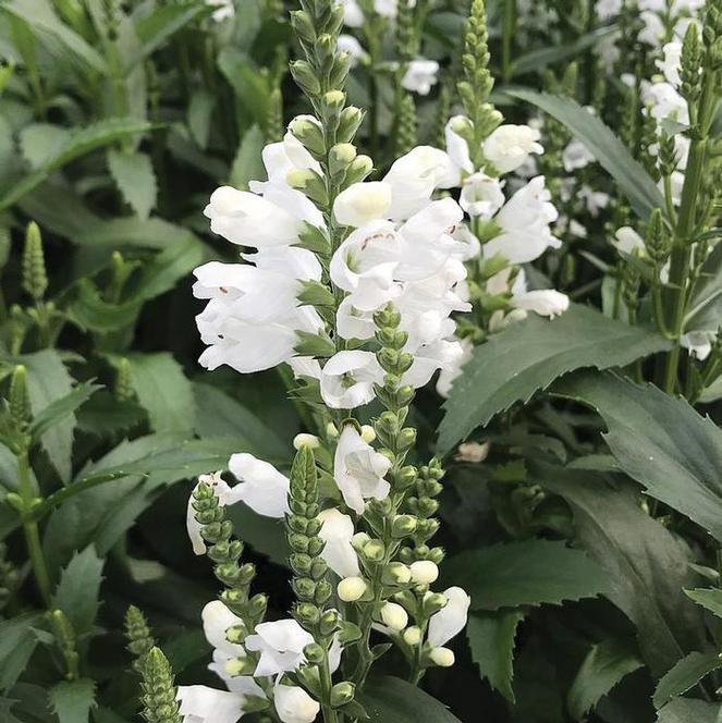 (Obedient Plant) Physostegia virginiana Crystal Peak White from Swift Greenhouses