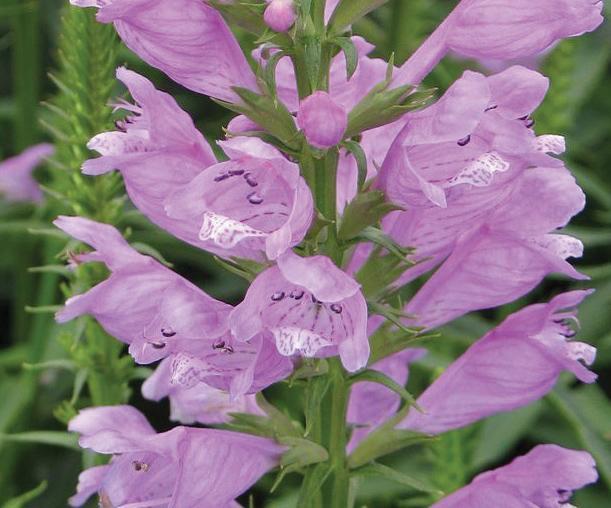 (Obedient Plant) Physostegia virginiana Rose from Swift Greenhouses