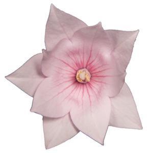 (Balloon Flower) Platycodon grandiflorus Astra Semi-Double Pink from Swift Greenhouses