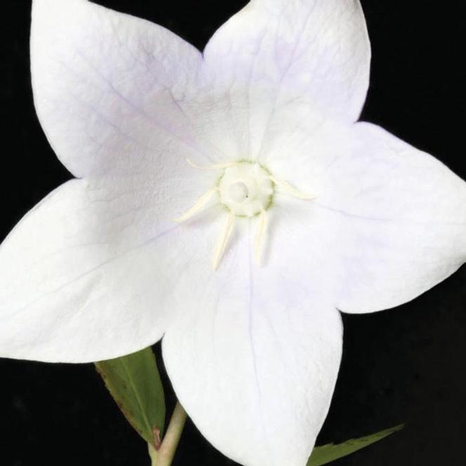 (Balloon Flower) Platycodon grandiflorus Florist White from Swift Greenhouses