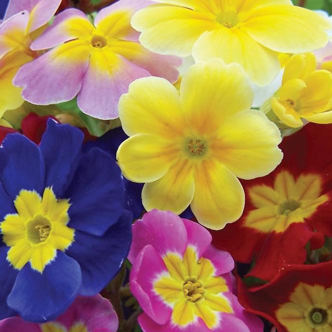 (Primrose) Primula polyantha Pacific Giants Mix from Swift Greenhouses