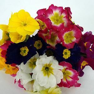 (Primrose) Primula polyantha SuperNova Mix from Swift Greenhouses