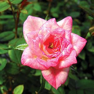 (Hardy Miniature Rose) Rose Miniature Baby Elizabeth from Swift Greenhouses