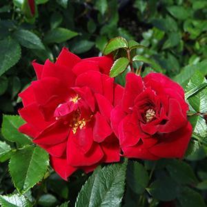 (Hardy Miniature Rose) Rose Miniature Beauty Secret from Swift Greenhouses