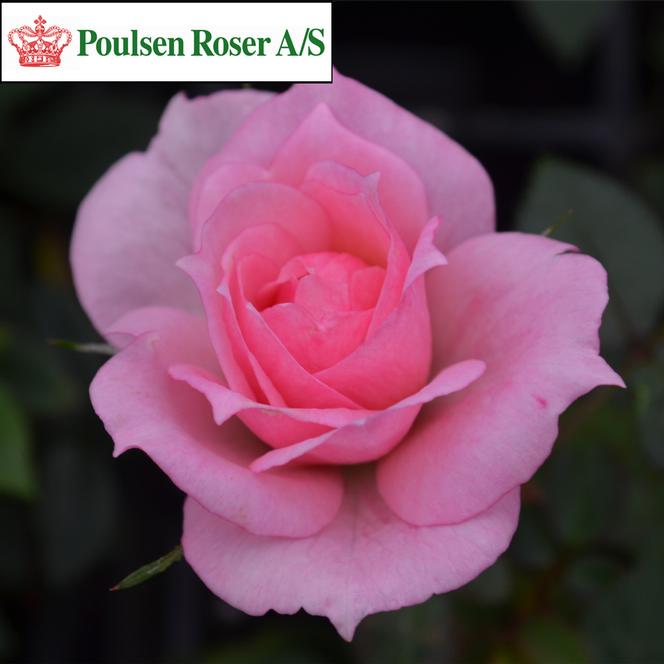 (Poulsen Roser) Poulpar089Ⓝ Rose Miniature Parade® Berna™ from Swift Greenhouses