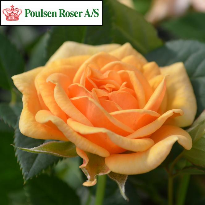 (Poulsen Roser) Poulpar090Ⓝ Rose Miniature Parade® Cara™ from Swift Greenhouses