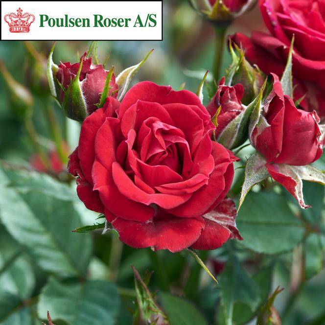 (Poulsen Roser) Poulpar029Ⓝ Rose Miniature Parade® Karina™ from Swift Greenhouses