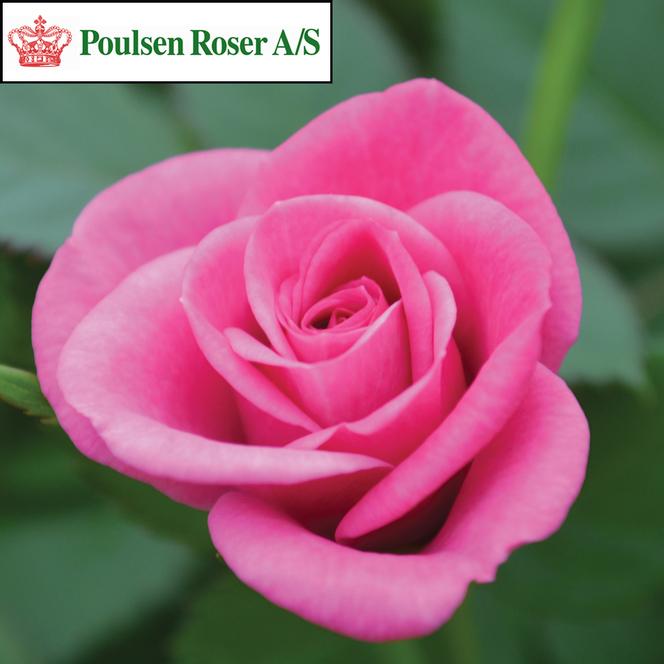 (Poulsen Roser) Poulpar097Ⓝ Rose Miniature Parade® Tena™ from Swift Greenhouses