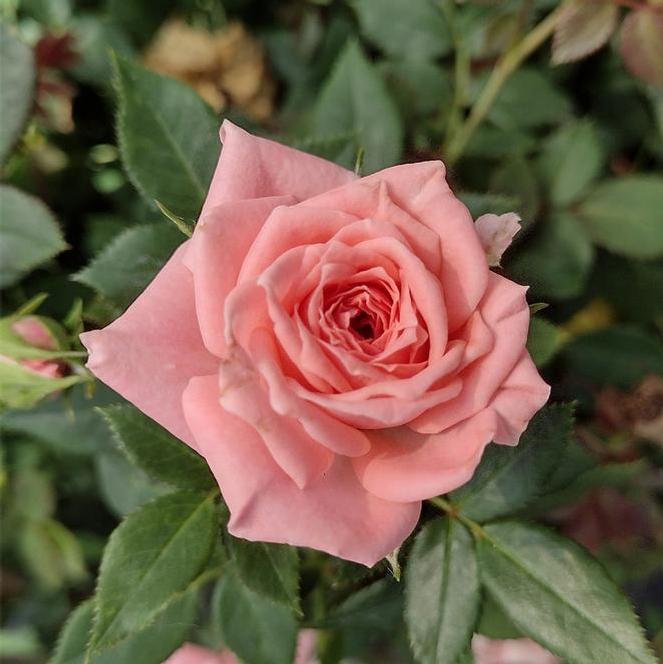 (Hardy Miniature Rose) Rose Miniature Real Pink from Swift Greenhouses