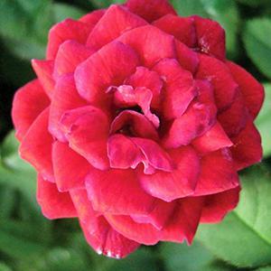 (Hardy Miniature Rose) Rose Miniature Royal Ruby from Swift Greenhouses