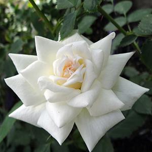 (Hardy Miniature Rose) Rose Miniature Snow Bride from Swift Greenhouses