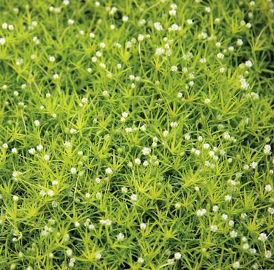 (Scotch Moss) Sagina subulata Aurea from Swift Greenhouses