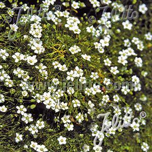 (Irish Moss) Sagina subulata Crispy from Swift Greenhouses