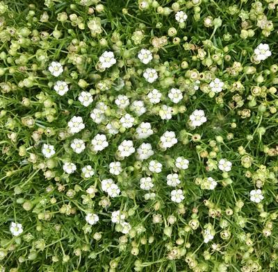 (Irish Moss) Sagina subulata Pearlwort from Swift Greenhouses