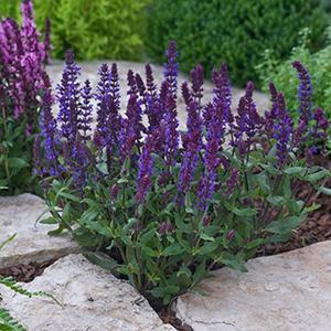 (Meadow Sage) Salvia nemorosa New Dimension Blue from Swift Greenhouses