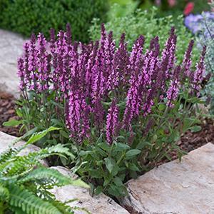 (Meadow Sage) Salvia nemorosa New Dimension Rose from Swift Greenhouses