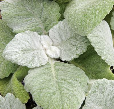 (Silver Sage) Salvia argentea from Swift Greenhouses