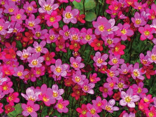 (Rockfoil) Saxifraga arendsii Purple Robe from Swift Greenhouses