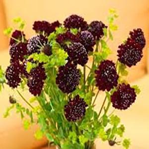 (Pincushion Flower) Scabiosa atropurpurea Black Knight from Swift Greenhouses