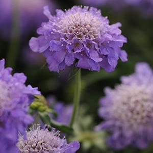 (Pincushion Flower) Scabiosa columbaria Blue Note from Swift Greenhouses