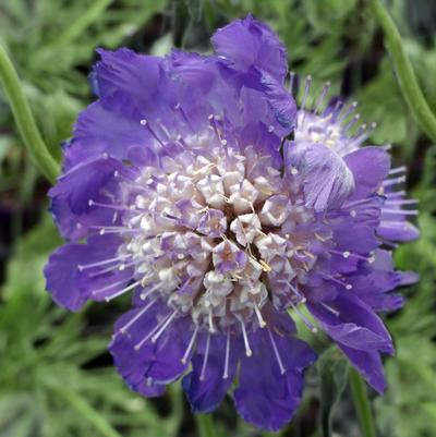 (Pincushion Flower) Scabiosa caucasica Fama Deep Blue from Swift Greenhouses