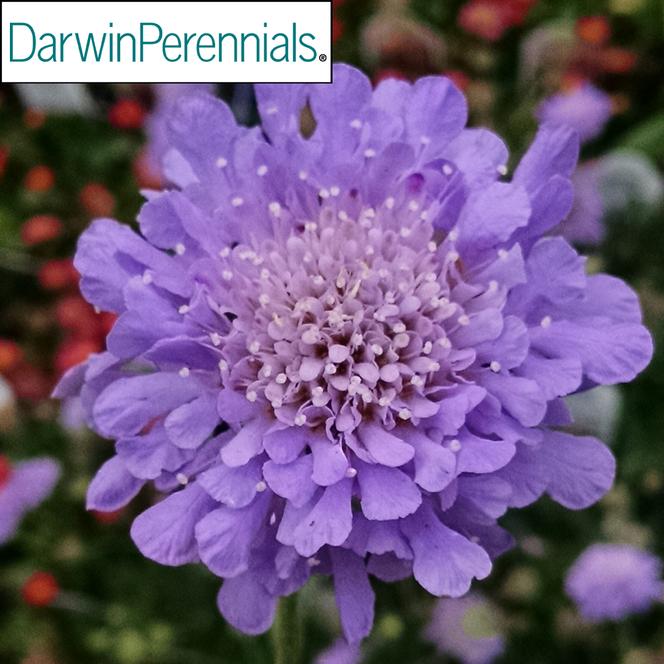 (Pincushion Flower) PP # 28,043 Scabiosa columbaria Flutter™ Deep Blue from Swift Greenhouses