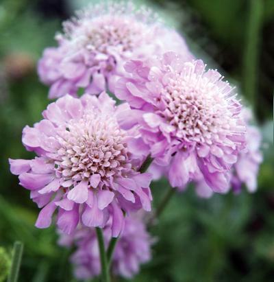(Pincushion Flower) Scabiosa columbaria Pink Mist from Swift Greenhouses