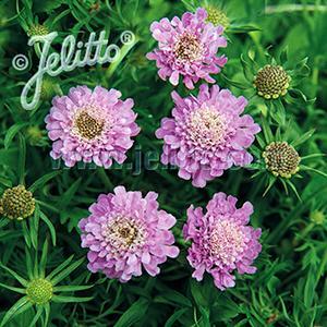 (Pincushion Flower) Scabiosa japonica Ritz Rose from Swift Greenhouses