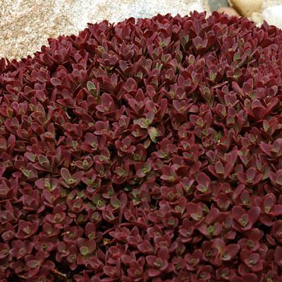 (Stonecrop) Sedum spurium Bronze Carpet from Swift Greenhouses