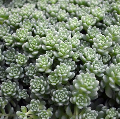 (Stonecrop) Sedum dasyphyllum Himalayan Skies from Swift Greenhouses