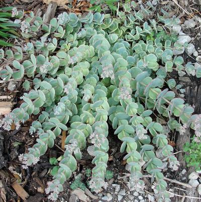 (Stonecrop) Sedum hylotelephium ewersii from Swift Greenhouses