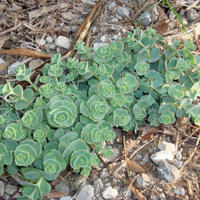 (Stonecrop) Sedum sieboldii from Swift Greenhouses
