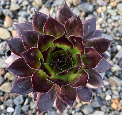 (Hens and Chicks) Sempervivum Black from Swift Greenhouses