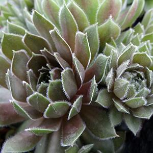 (Hens and Chicks) Sempervivum Brownii from Swift Greenhouses
