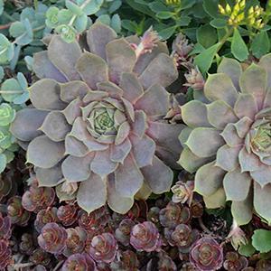 (Hens and Chicks) Sempervivum Pacific Blue Ice from Swift Greenhouses