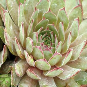 (Hens and Chicks) Sempervivum Red Beauty from Swift Greenhouses