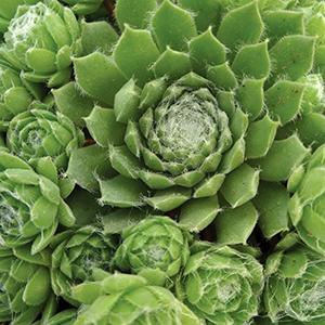 (Hens and Chicks) Sempervivum Spring Beauty from Swift Greenhouses