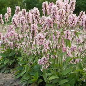 (Betony) PP # 21,436 Stachys officinalis Pink Cotton Candy from Swift Greenhouses