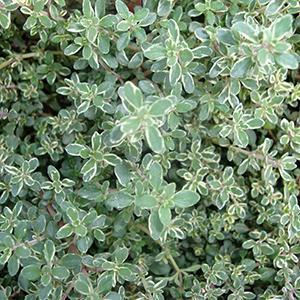 (Garden Thyme) Thymus vulgaris argenteus Silver Thyme from Swift Greenhouses
